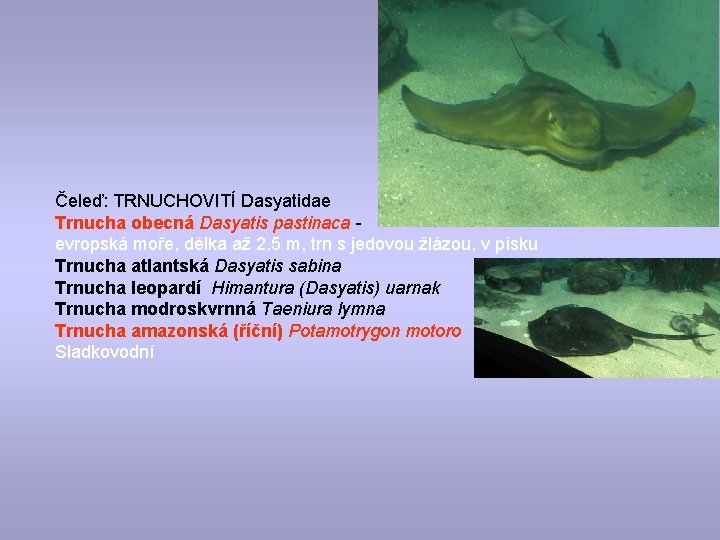 Čeleď: TRNUCHOVITÍ Dasyatidae Trnucha obecná Dasyatis pastinaca evropská moře, délka až 2, 5 m,