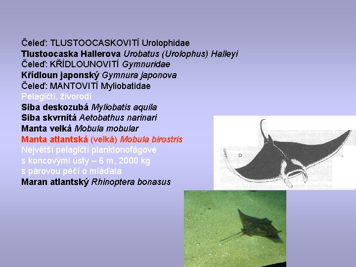 Čeleď: TLUSTOOCASKOVITÍ Urolophidae Tlustoocaska Hallerova Urobatus (Urolophus) Halleyi Čeleď: KŘÍDLOUNOVITÍ Gymnuridae Křídloun japonský Gymnura