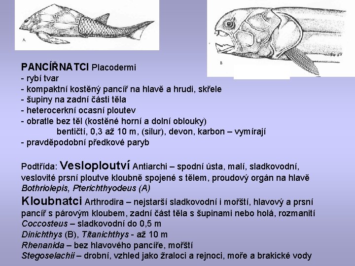 PANCÍŘNATCI Placodermi - rybí tvar - kompaktní kostěný pancíř na hlavě a hrudi, skřele