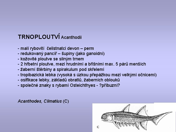 TRNOPLOUTVÍ Acanthodii - malí rybovití čelistnatci devon – perm - redukovaný pancíř – šupiny