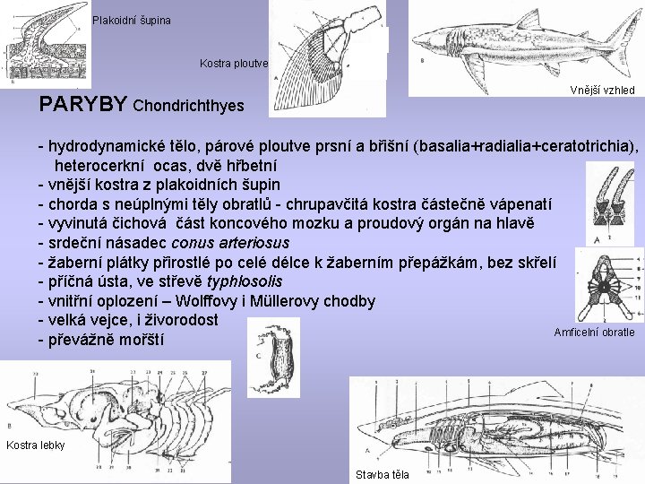 Plakoidní šupina Kostra ploutve Vnější vzhled PARYBY Chondrichthyes - hydrodynamické tělo, párové ploutve prsní