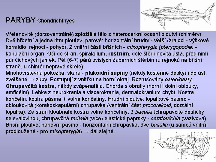 PARYBY Chondrichthyes Vřetenovité (dorzoventrálně) zploštělé tělo s heterocerkní ocasní ploutví (chiméry) Dvě hřbetní a