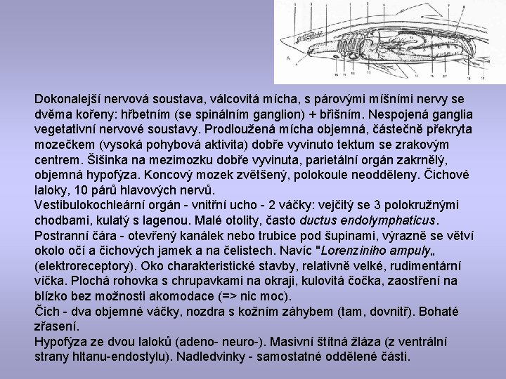 Dokonalejší nervová soustava, válcovitá mícha, s párovými míšními nervy se dvěma kořeny: hřbetním (se