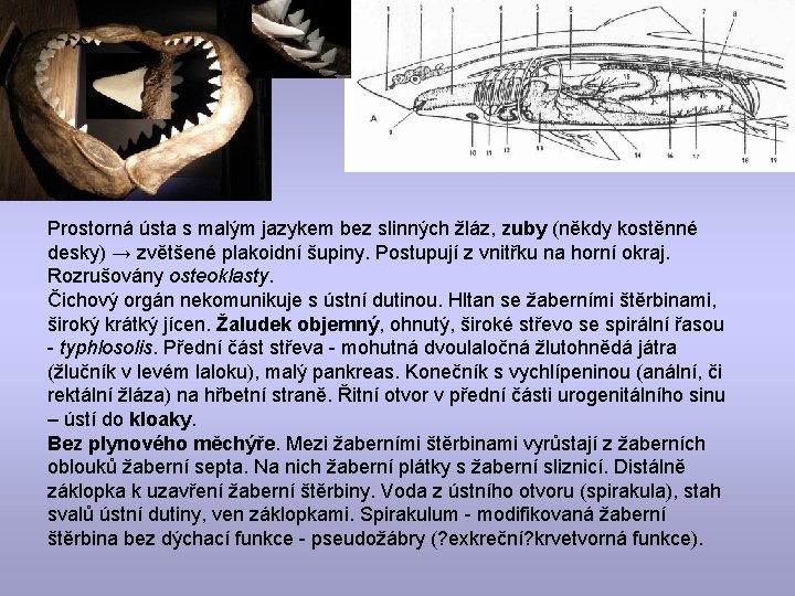 Prostorná ústa s malým jazykem bez slinných žláz, zuby (někdy kostěnné desky) → zvětšené