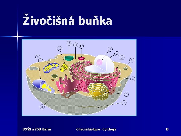 Živočišná buňka SOŠS a SOU Kadaň Obecná biologie - Cytologie 10 