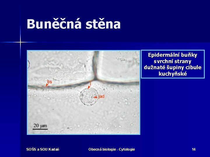 Buněčná stěna Epidermální buňky svrchní strany dužnaté šupiny cibule kuchyňské SOŠS a SOU Kadaň
