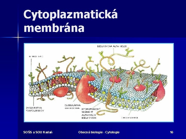 Cytoplazmatická membrána SOŠS a SOU Kadaň Obecná biologie - Cytologie 16 