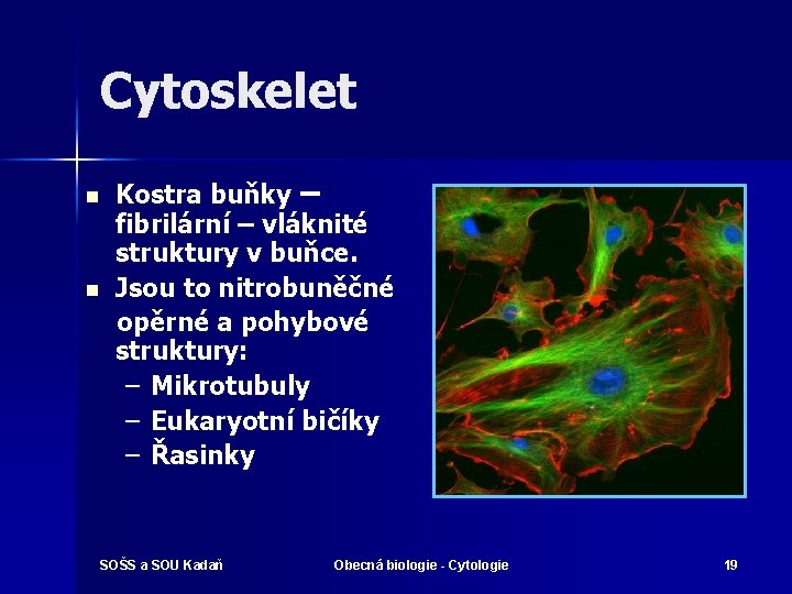 Cytoskelet Kostra buňky – fibrilární – vláknité struktury v buňce. n Jsou to nitrobuněčné