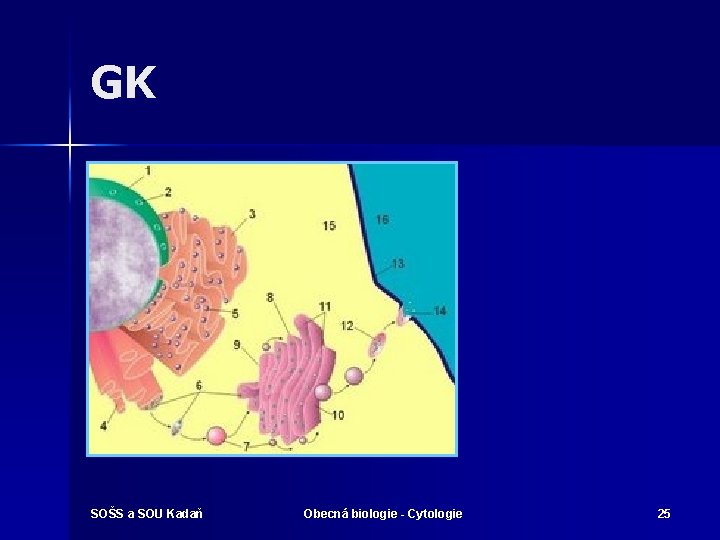 GK SOŠS a SOU Kadaň Obecná biologie - Cytologie 25 