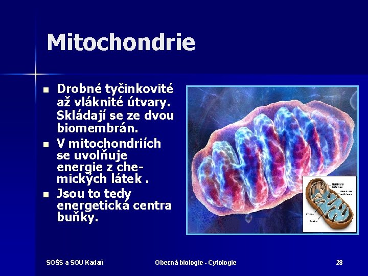 Mitochondrie n n n Drobné tyčinkovité až vláknité útvary. Skládají se ze dvou biomembrán.