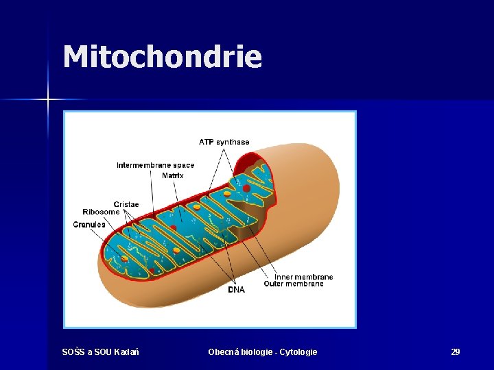 Mitochondrie SOŠS a SOU Kadaň Obecná biologie - Cytologie 29 