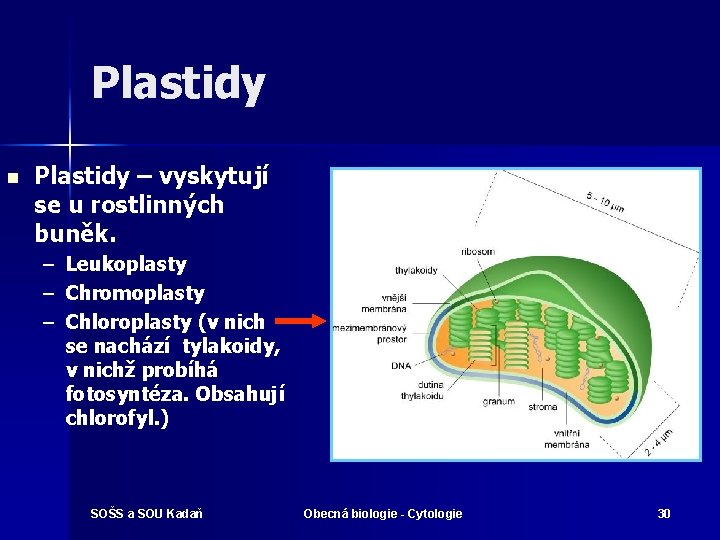 Plastidy n Plastidy – vyskytují se u rostlinných buněk. – – – Leukoplasty Chromoplasty