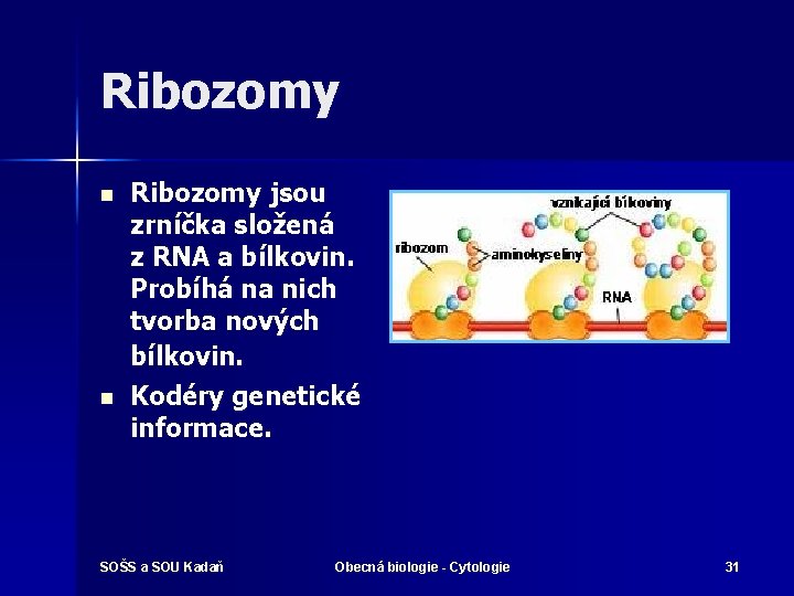 Ribozomy n n Ribozomy jsou zrníčka složená z RNA a bílkovin. Probíhá na nich