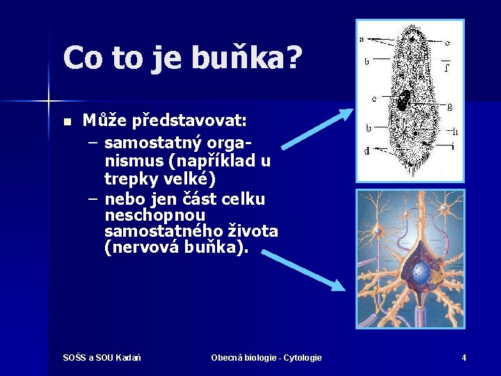 Co to je buňka? n Může představovat: – samostatný organismus (například u trepky velké)