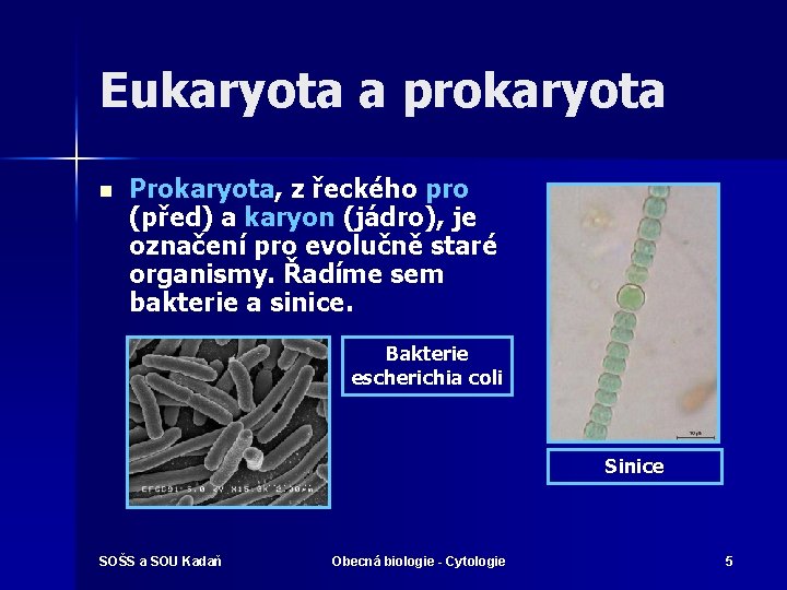 Eukaryota a prokaryota n Prokaryota, z řeckého pro (před) a karyon (jádro), je označení