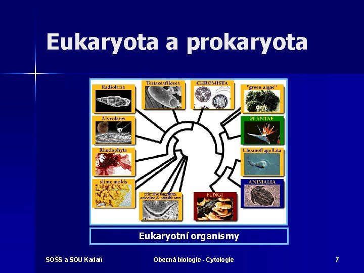 Eukaryota a prokaryota Eukaryotní organismy SOŠS a SOU Kadaň Obecná biologie - Cytologie 7