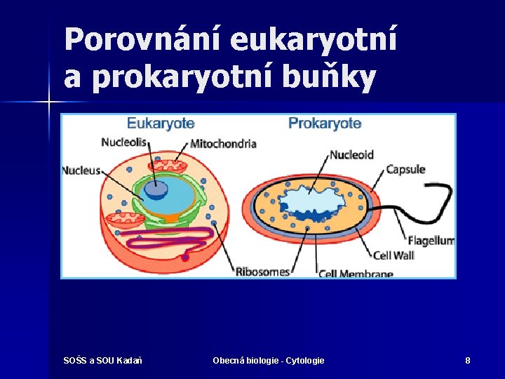 Porovnání eukaryotní a prokaryotní buňky SOŠS a SOU Kadaň Obecná biologie - Cytologie 8