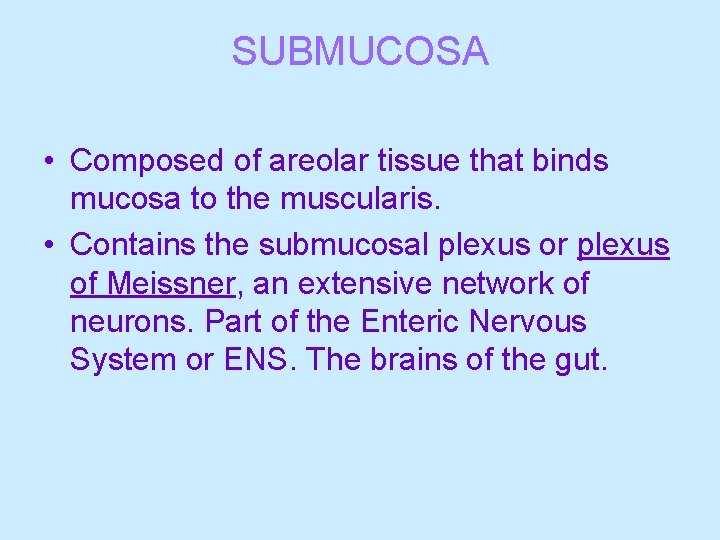 SUBMUCOSA • Composed of areolar tissue that binds mucosa to the muscularis. • Contains