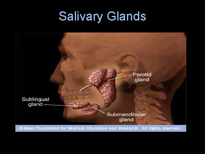 Salivary Glands 