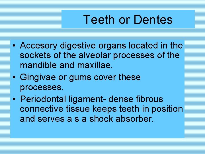 Teeth or Dentes • Accesory digestive organs located in the sockets of the alveolar