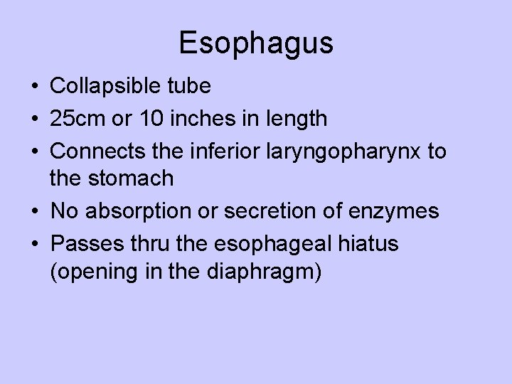 Esophagus • Collapsible tube • 25 cm or 10 inches in length • Connects