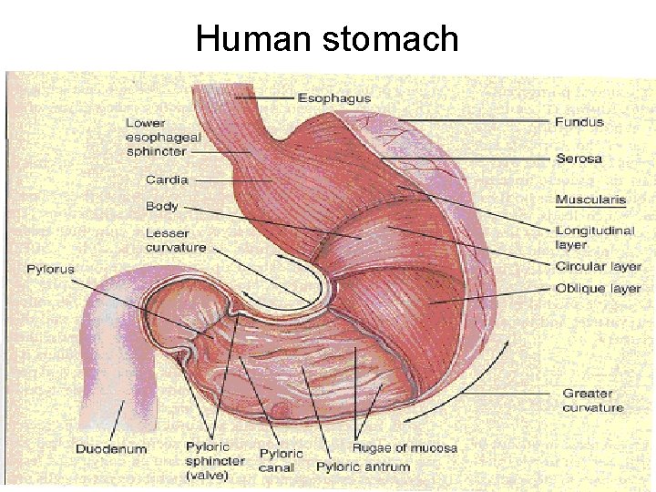 Human stomach 