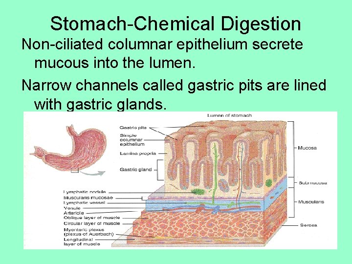 Stomach-Chemical Digestion Non-ciliated columnar epithelium secrete mucous into the lumen. Narrow channels called gastric