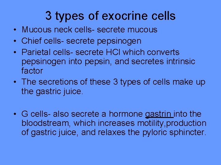 3 types of exocrine cells • Mucous neck cells- secrete mucous • Chief cells-