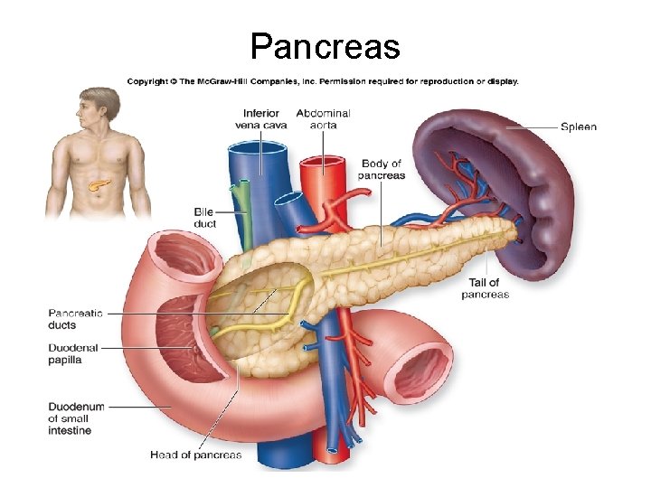 Pancreas 