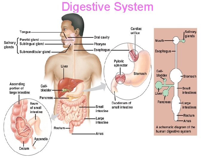 Digestive System 