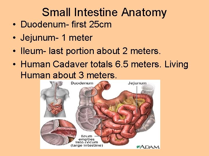 Small Intestine Anatomy • • Duodenum- first 25 cm Jejunum- 1 meter Ileum- last
