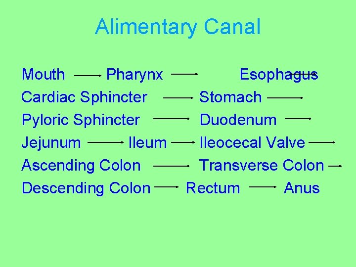 Alimentary Canal Mouth Pharynx Cardiac Sphincter Pyloric Sphincter Jejunum Ileum Ascending Colon Descending Colon