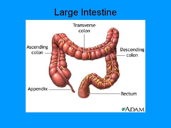 Large Intestine 