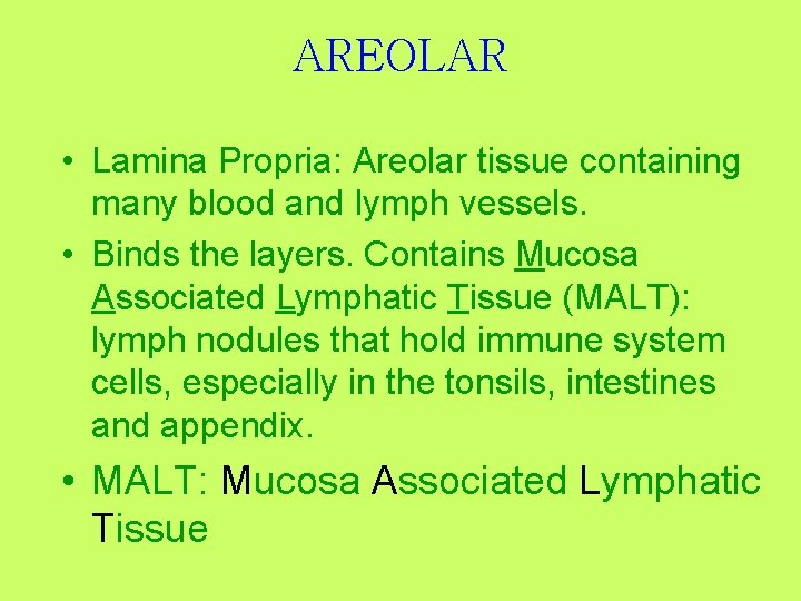 AREOLAR • Lamina Propria: Areolar tissue containing many blood and lymph vessels. • Binds