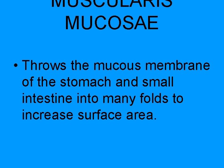 MUSCULARIS MUCOSAE • Throws the mucous membrane of the stomach and small intestine into