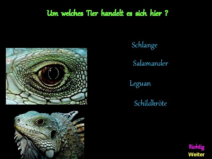 Um welches Tier handelt es sich hier ? Schlange Salamander Leguan Schildkröte Richtig Weiter
