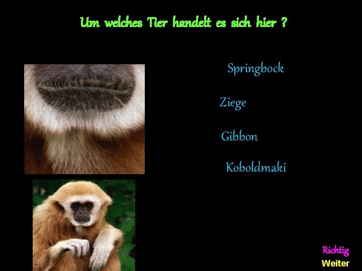 Um welches Tier handelt es sich hier ? Springbock Ziege Gibbon Koboldmaki Richtig Weiter