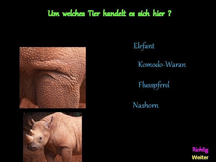 Um welches Tier handelt es sich hier ? Elefant Komodo-Waran Flusspferd Nashorn Richtig Weiter