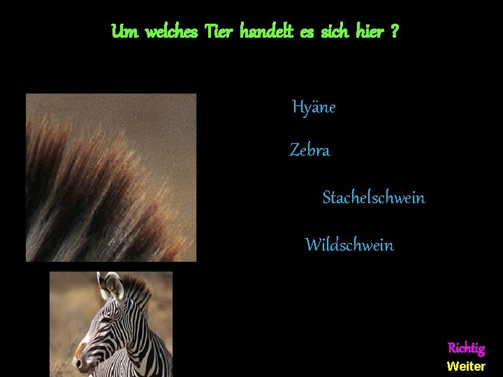 Um welches Tier handelt es sich hier ? Hyäne Zebra Stachelschwein Wildschwein Richtig Weiter