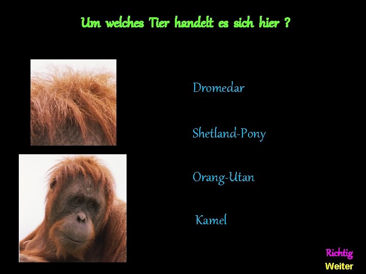 Um welches Tier handelt es sich hier ? Dromedar Shetland-Pony Orang-Utan Kamel Richtig Weiter