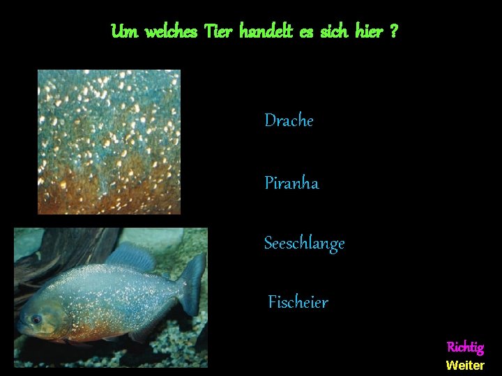 Um welches Tier handelt es sich hier ? Drache Piranha Seeschlange Fischeier Richtig Weiter