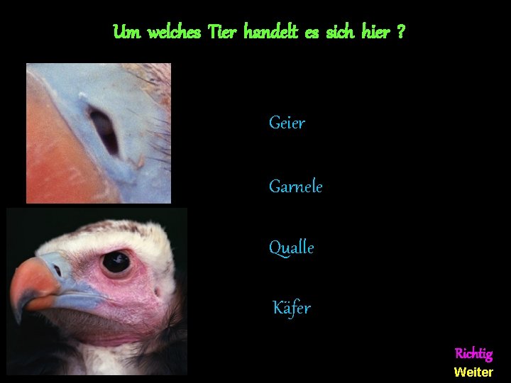 Um welches Tier handelt es sich hier ? Geier Garnele Qualle Käfer Richtig Weiter