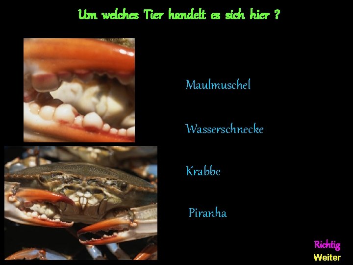 Um welches Tier handelt es sich hier ? Maulmuschel Wasserschnecke Krabbe Piranha Richtig Weiter