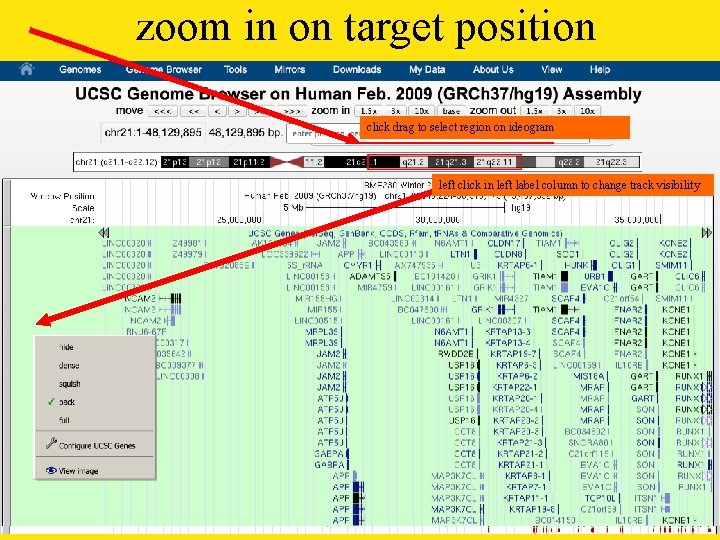 zoom in on target position click drag to select region on ideogram left click
