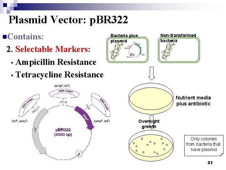 Plasmid Vector: p. BR 322 n. Contains: Non-transformed bacteria Bacteria plus plasmid 2. Selectable