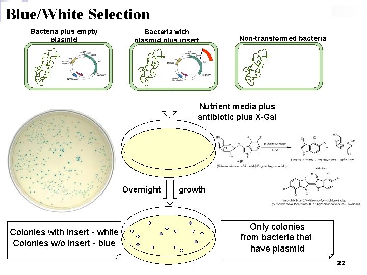 Blue/White Selection Bacteria plus empty plasmid Bacteria with plasmid plus insert Non-transformed bacteria Nutrient