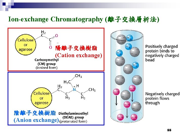 Ion-exchange Chromatography (離子交換層析法) 陽離子交換樹脂 (Cation exchange) 陰離子交換樹脂 (Anion exchange) 55 