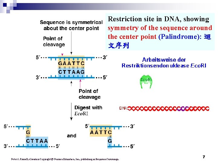 Restriction site in DNA, showing symmetry of the sequence around the center point (Palindrome):