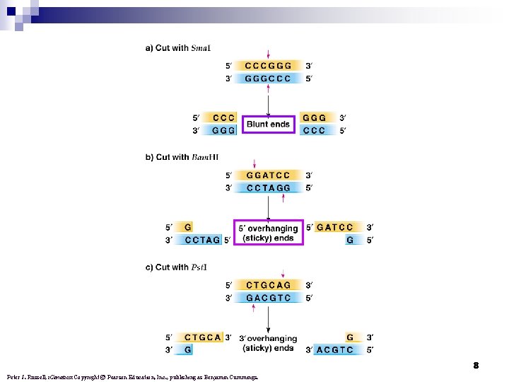 8 Peter J. Russell, i. Genetics: Copyright © Pearson Education, Inc. , publishing as