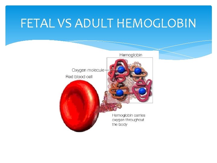 FETAL VS ADULT HEMOGLOBIN 